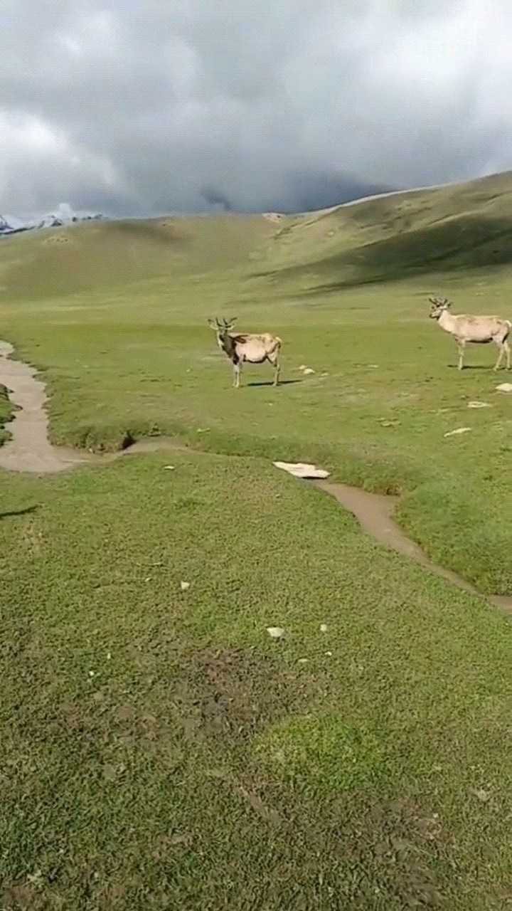 青鹿图片大全图片