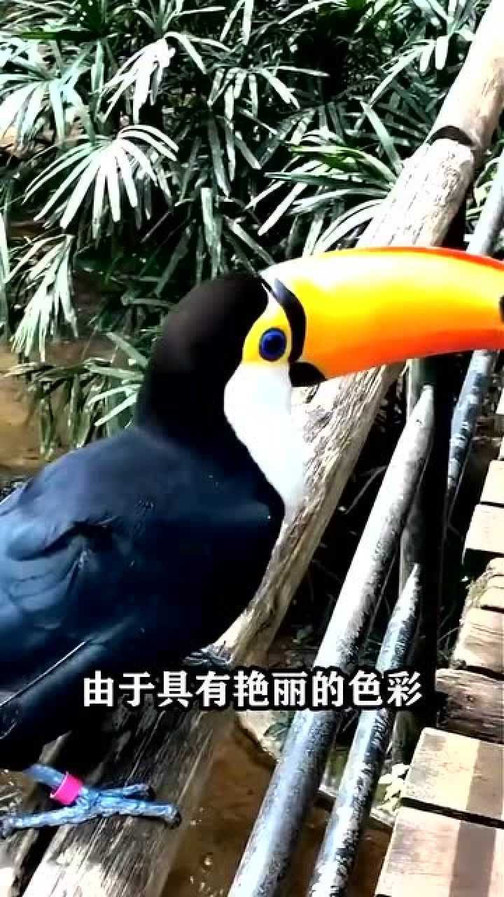 世界上嘴巴最大的鸟巨嘴鸟的嘴巴长达20多厘米