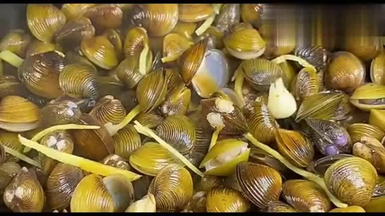 大河蚬图片,图片_大山谷图库