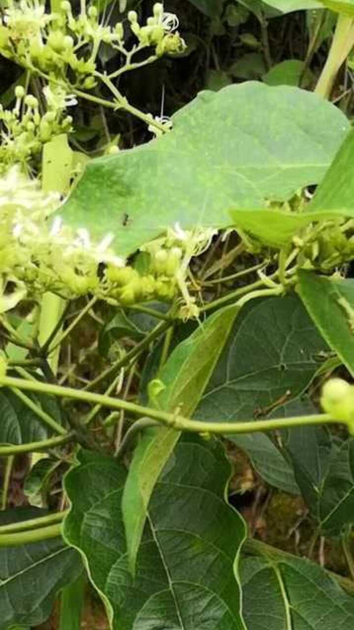 牛屎片植物图片图片