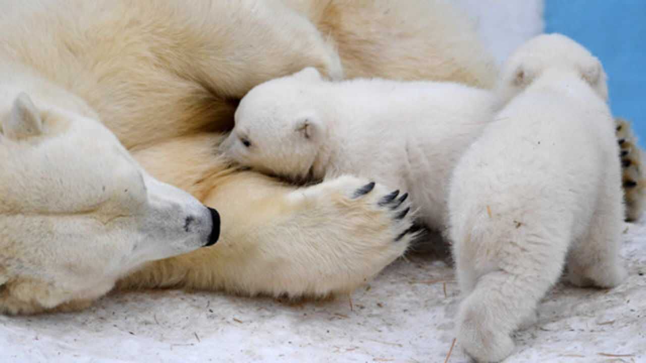 北极熊幼崽刚出生,眼睛还没睁开,就会吮吸妈妈的母乳了