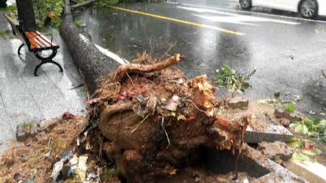 直击台风海高斯!珠海市多处市政设施、园林绿化受损