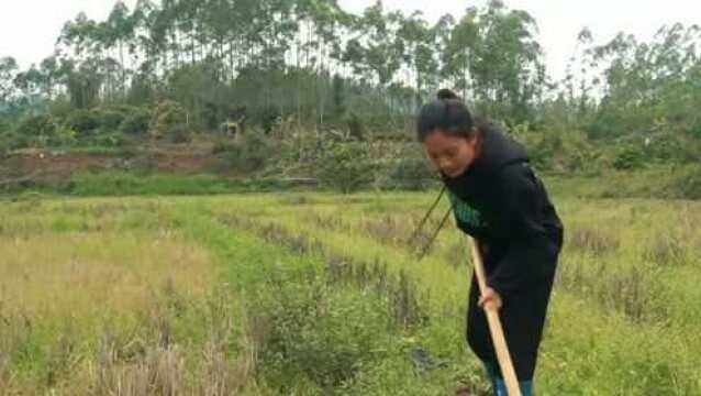 在农村种田的美女,至今没有男朋友,因家庭贫穷没人愿上门