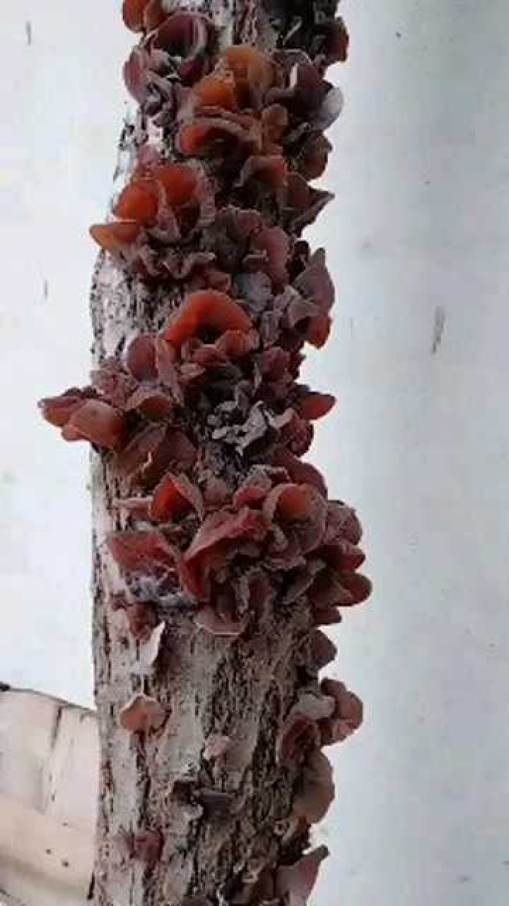 放的这根木头竟长了这么多木耳,可以炒两三盘菜了!