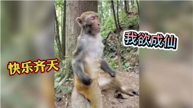 四川方言配音:我要成仙,迎娶白富美,走向人生巅峰