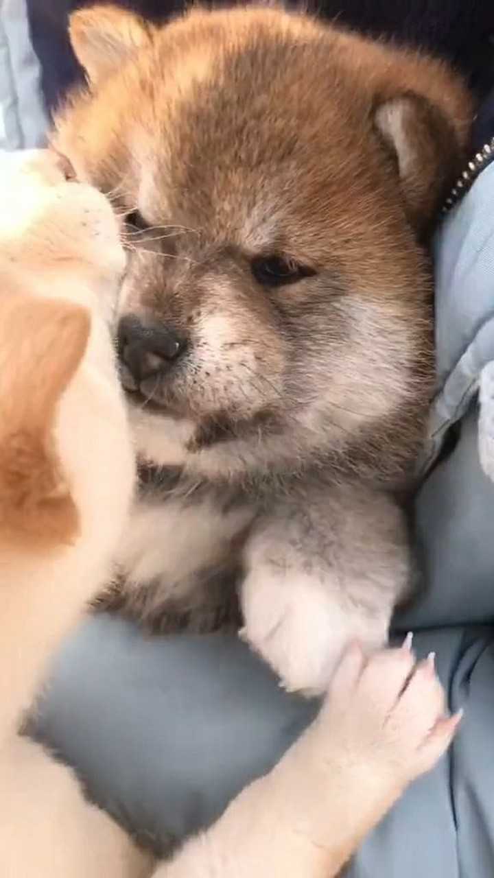 奶凶奶凶的柴犬宝宝,想不想掀了它的饭碗