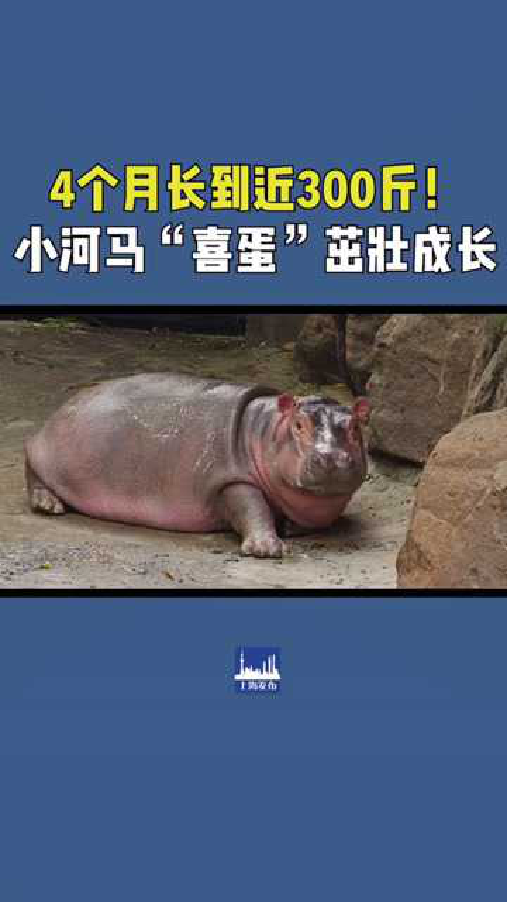 还没有断奶体重就达到了295斤小河马喜蛋正在茁壮成长