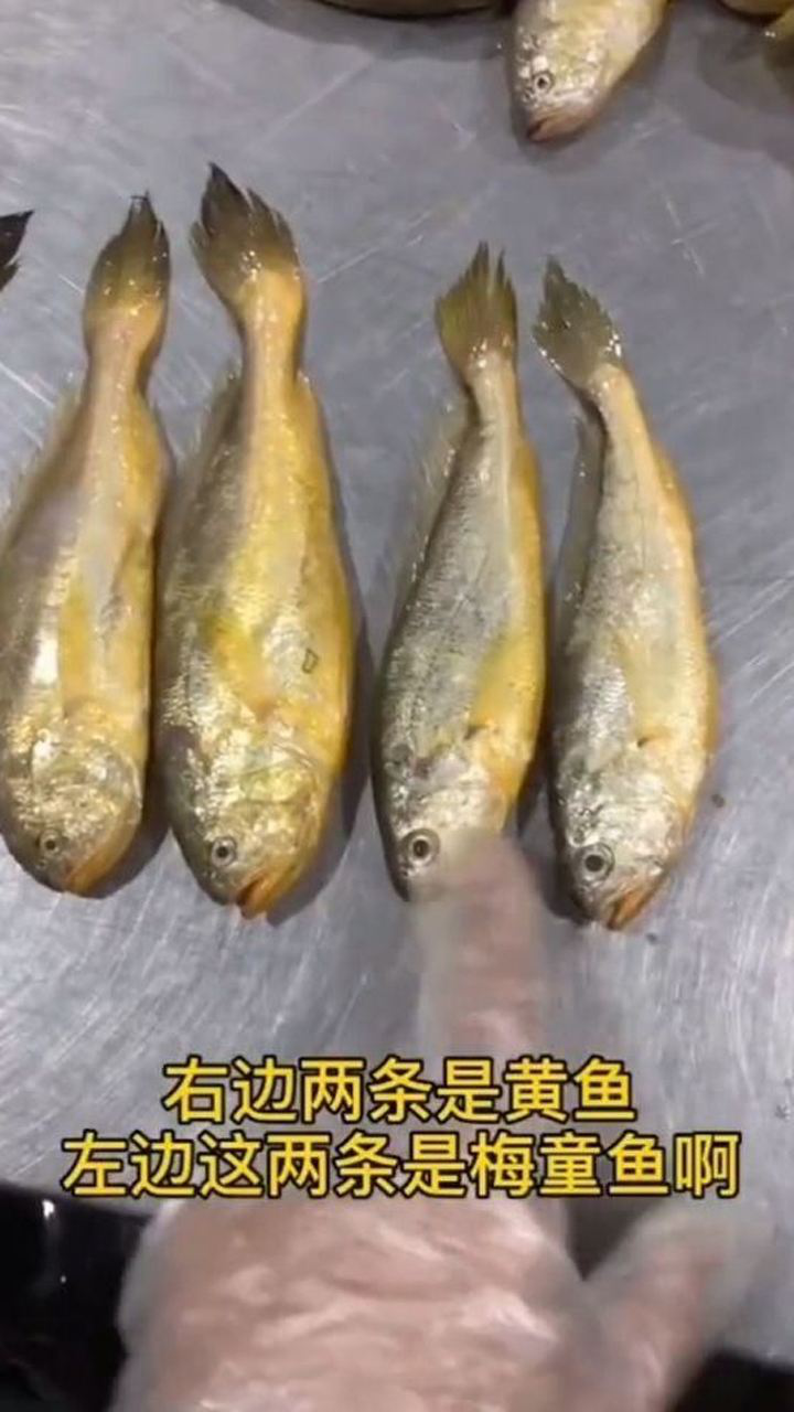 真假黄花鱼,你区分了吗?