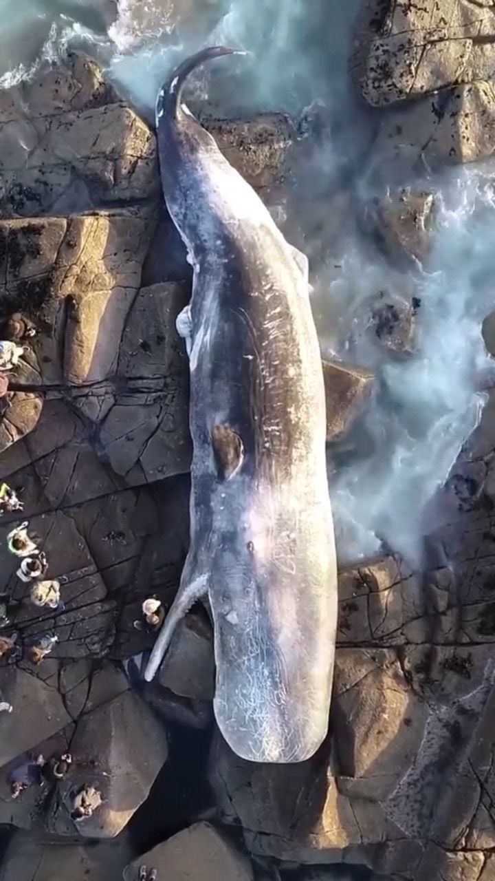 抹香鲸不明原因搁浅逝去人类海洋活动影响海洋以及白色污染日益加剧
