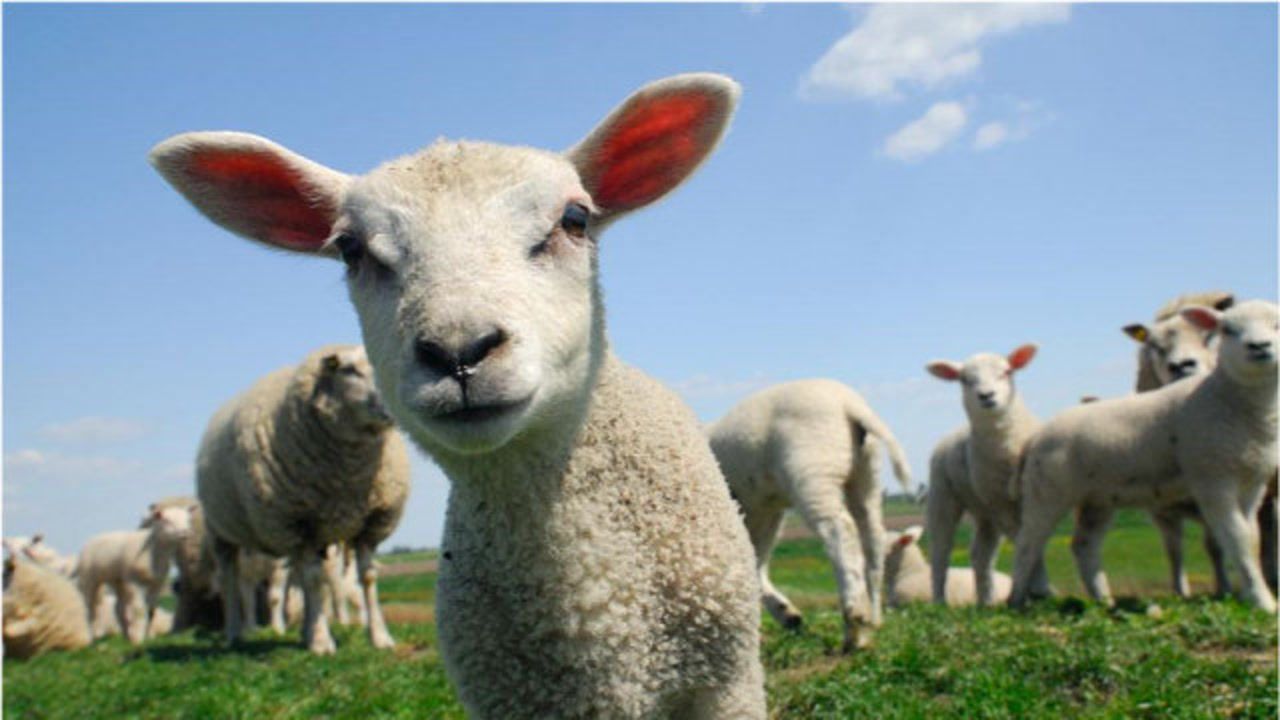 原来羊群也有领头羊,每天悠闲的吃草