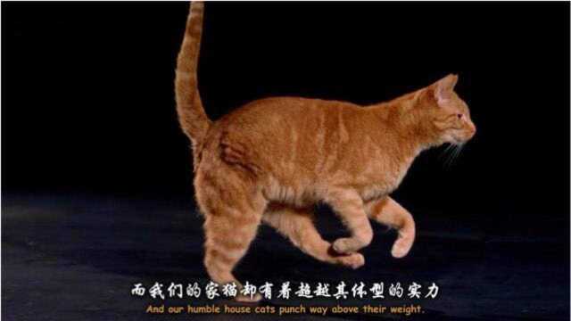 猫咪的故事:猫咪独特的脊柱和骨骼结构,使它成为了液体而非固体