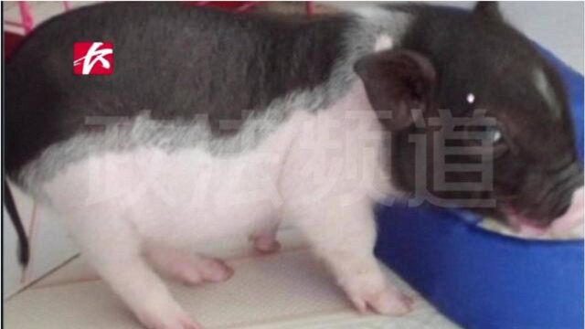 “迷你”宠物猪一年疯长200斤,主人送养猪场实现“猪生价值”