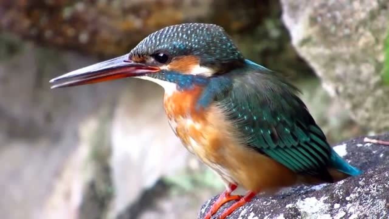 漂亮的翠鸟,叫声也是如此悦耳