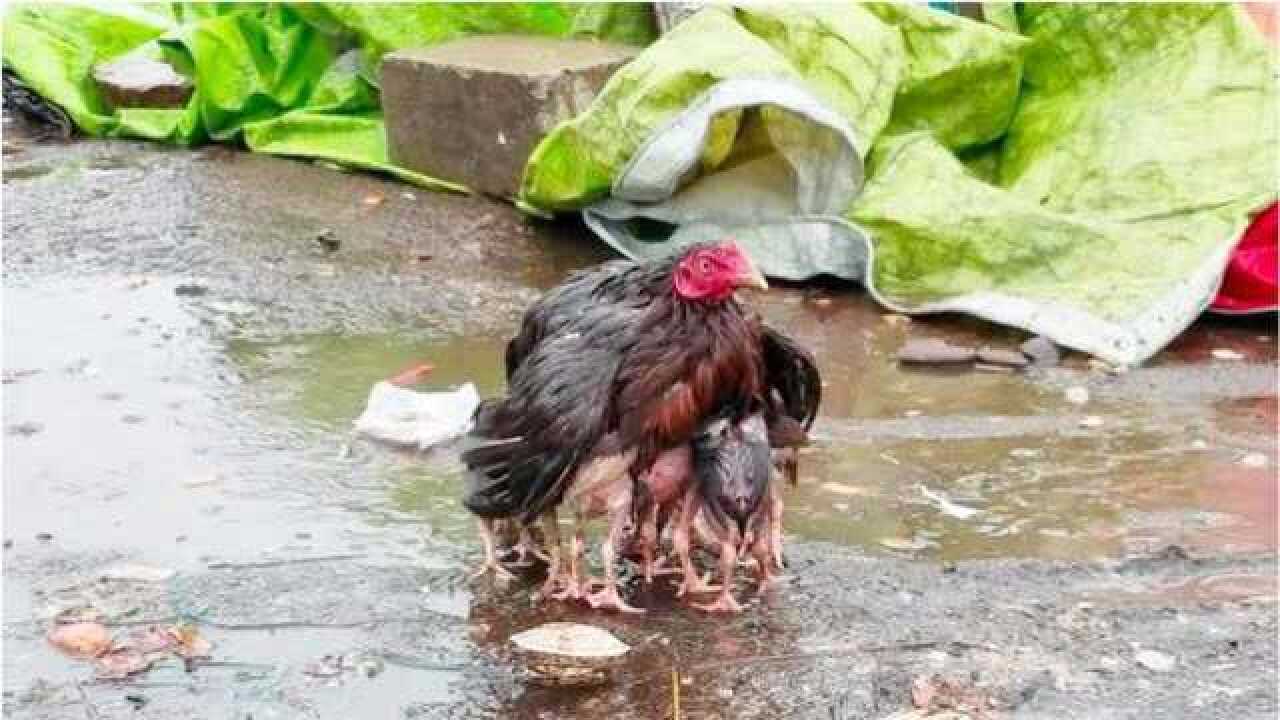 母鸡在风雨中保护小鸡,画面太让人感动了!