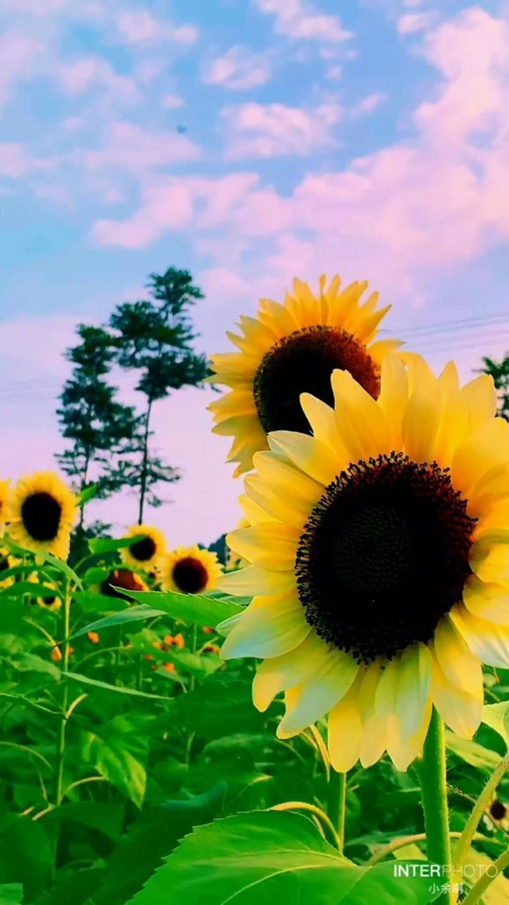 独爱向日葵 因为它让我变得阳光 对生活充满了希望.