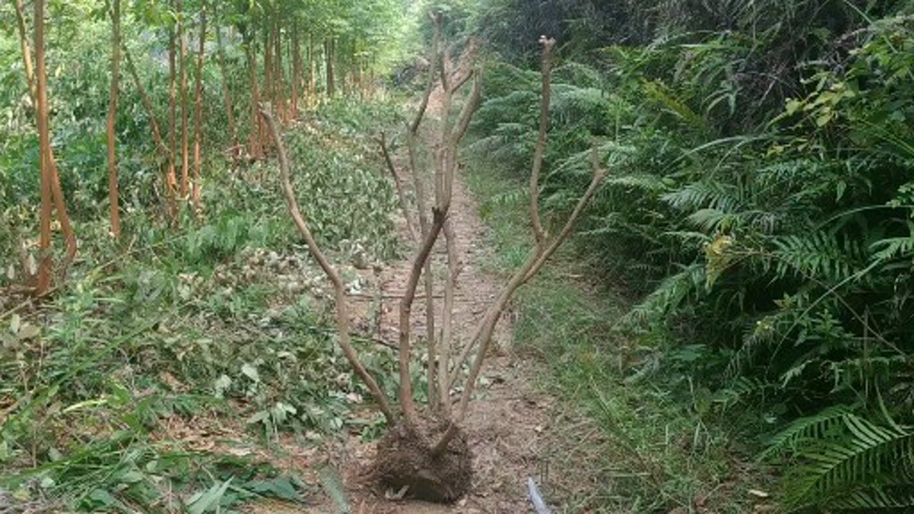 挖到一棵桩型不错的桃金娘下山桩连泥带土30多斤呢