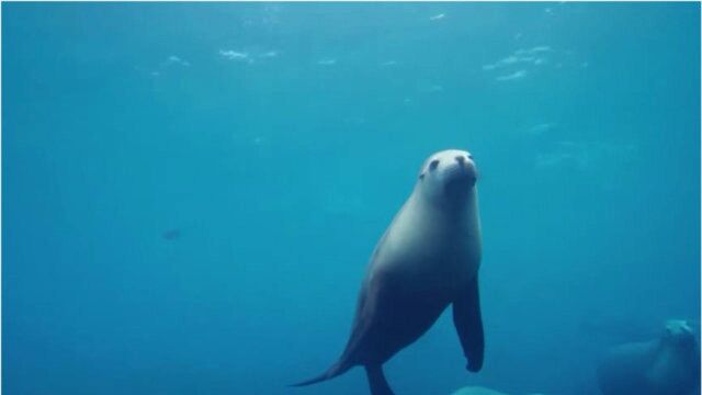 首部IMAX海下立体电影《海底世界》,来一场说走就走的海底旅行