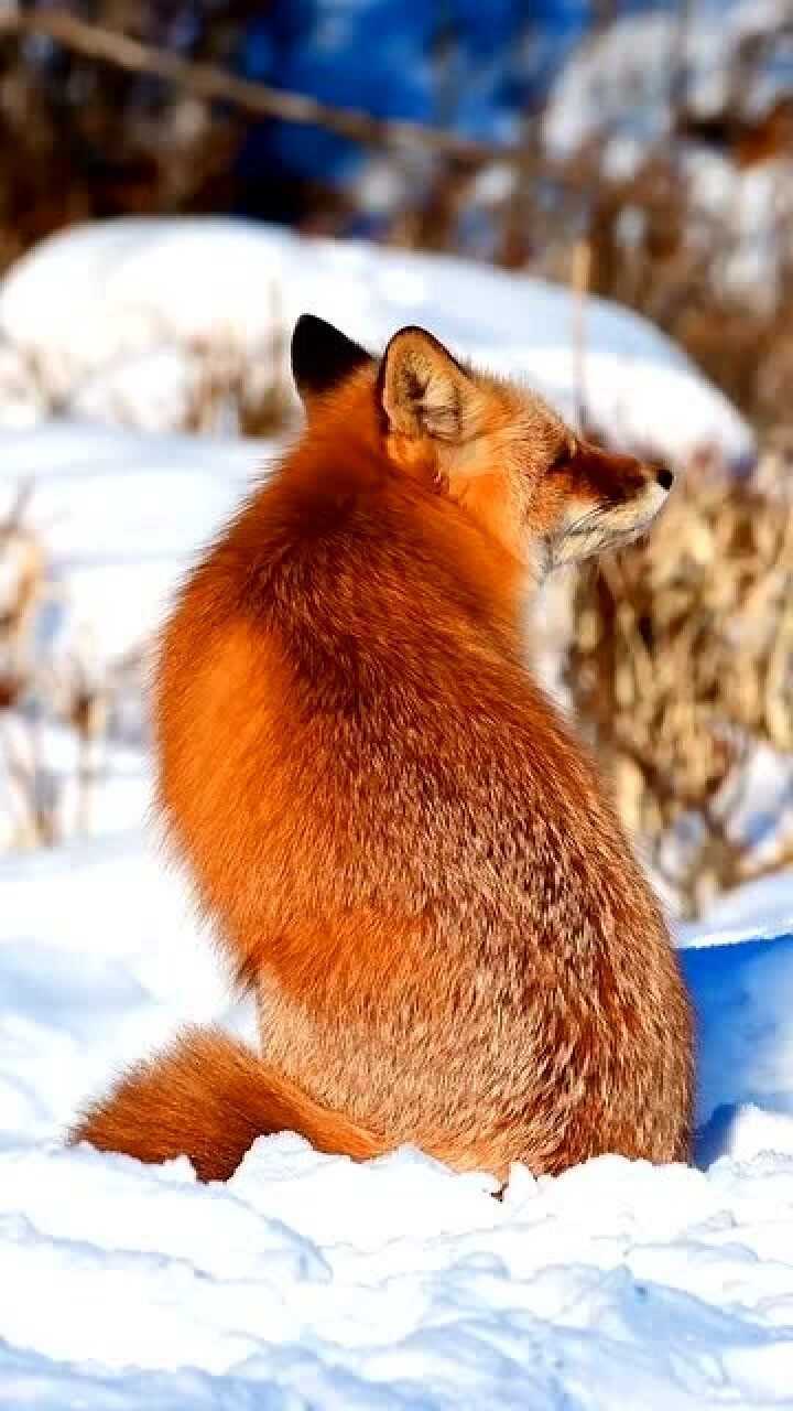 妖娆身姿的狐狸,与雪地相映,美丽非凡!