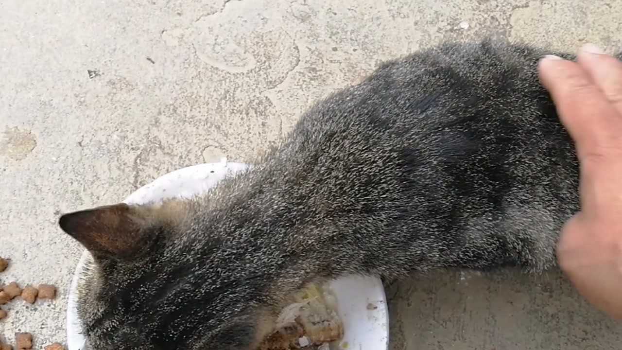 饿死胆小的撑死胆大的这猫也和人一样胆量大才能吃饱肚子