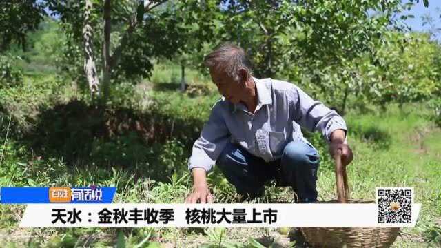 天水:金秋丰收季核桃大量上市