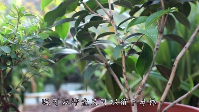 杜鹃、茶花,用这个“绝招”,繁殖成活率高,1盆轻松变多盆