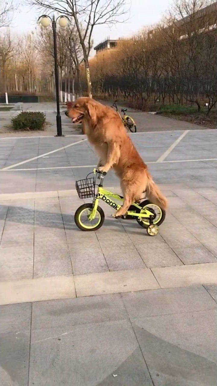 金毛轮胎骑着它心爱的小车车