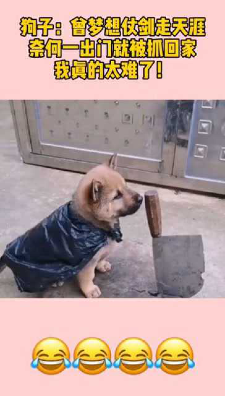 狗子曾梦想仗剑走天涯奈何一出门就被抓回家我真的太难了