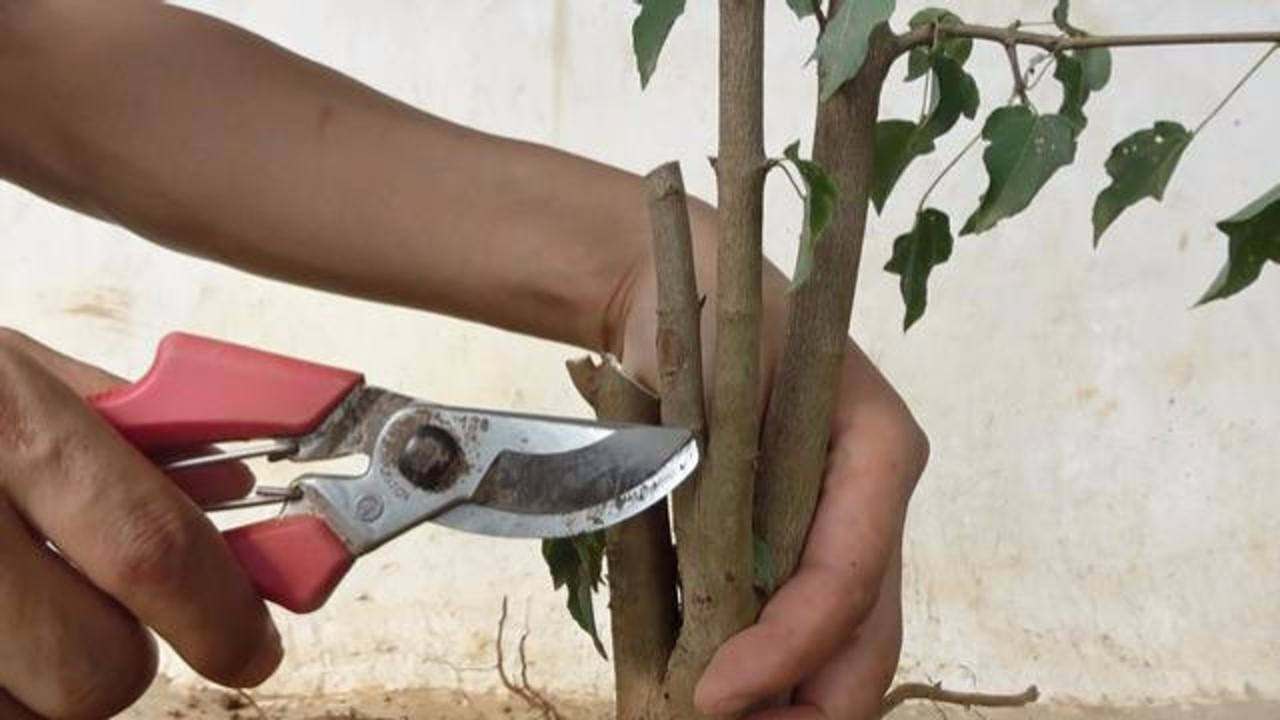 爱木课堂之三角枫盆景桩材修剪示范,截干修根这几点要注意