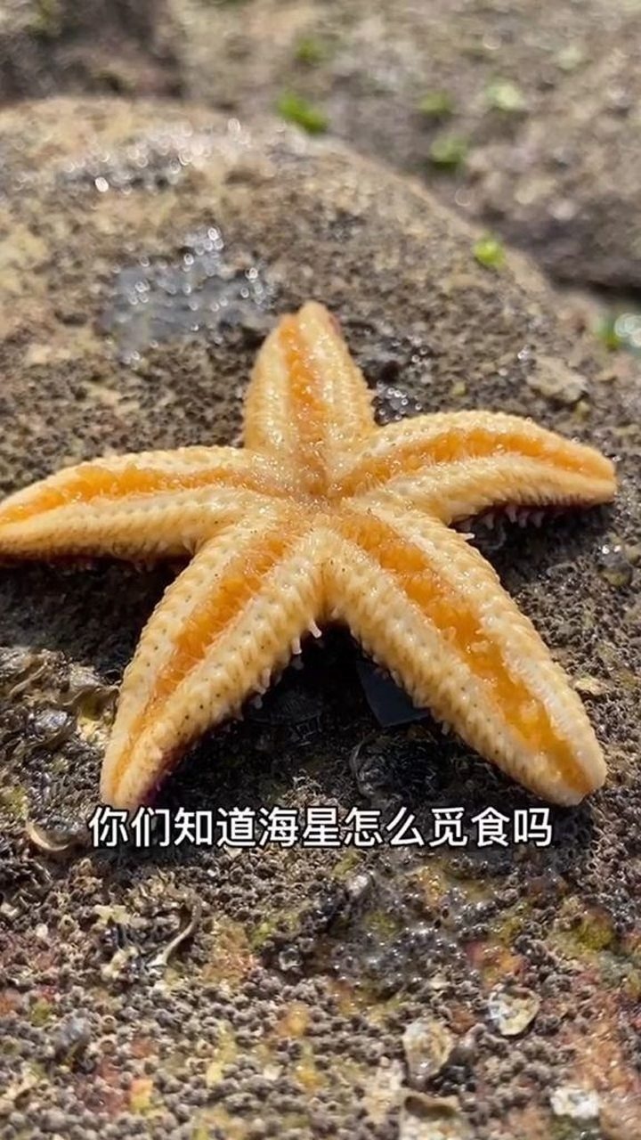 你们知道海星是怎么进食的吗