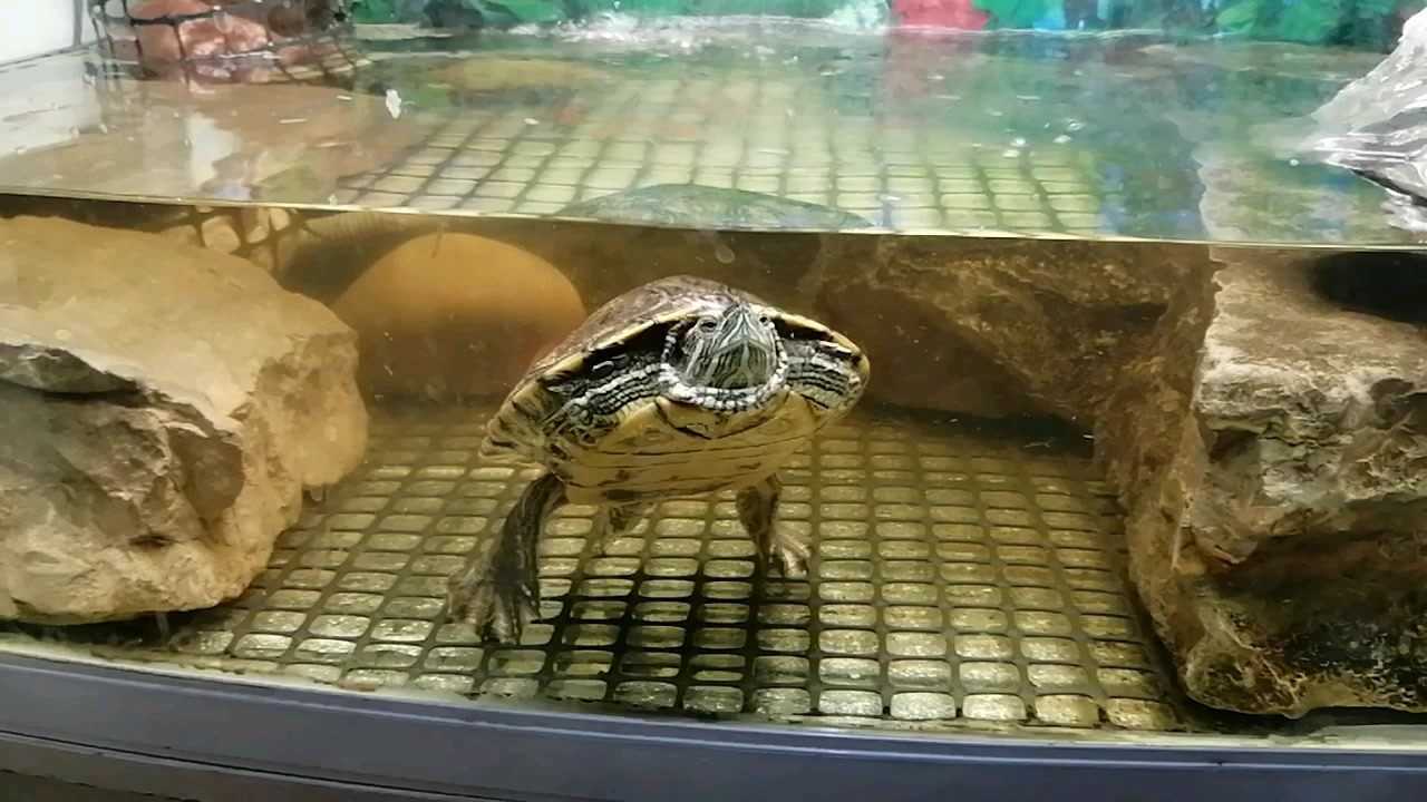 巴西龟pk小甲鱼