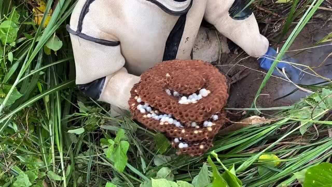 这里也发现一窝黑尾大胡蜂,放点烽烟进去,2下子就搞定这窝胡蜂