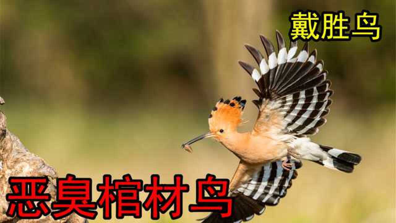 戴胜鸟外观奇特美丽却有着惊人恶臭被称为棺材鸟