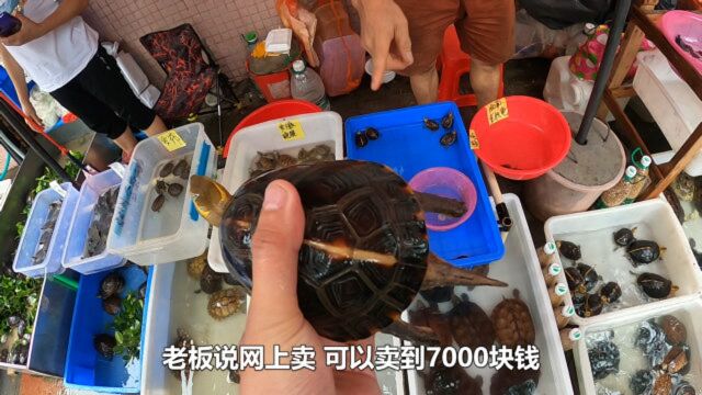 国龟国宝也沦落摆地摊了,黄缘闭壳龟,6000块钱一个,值不值?