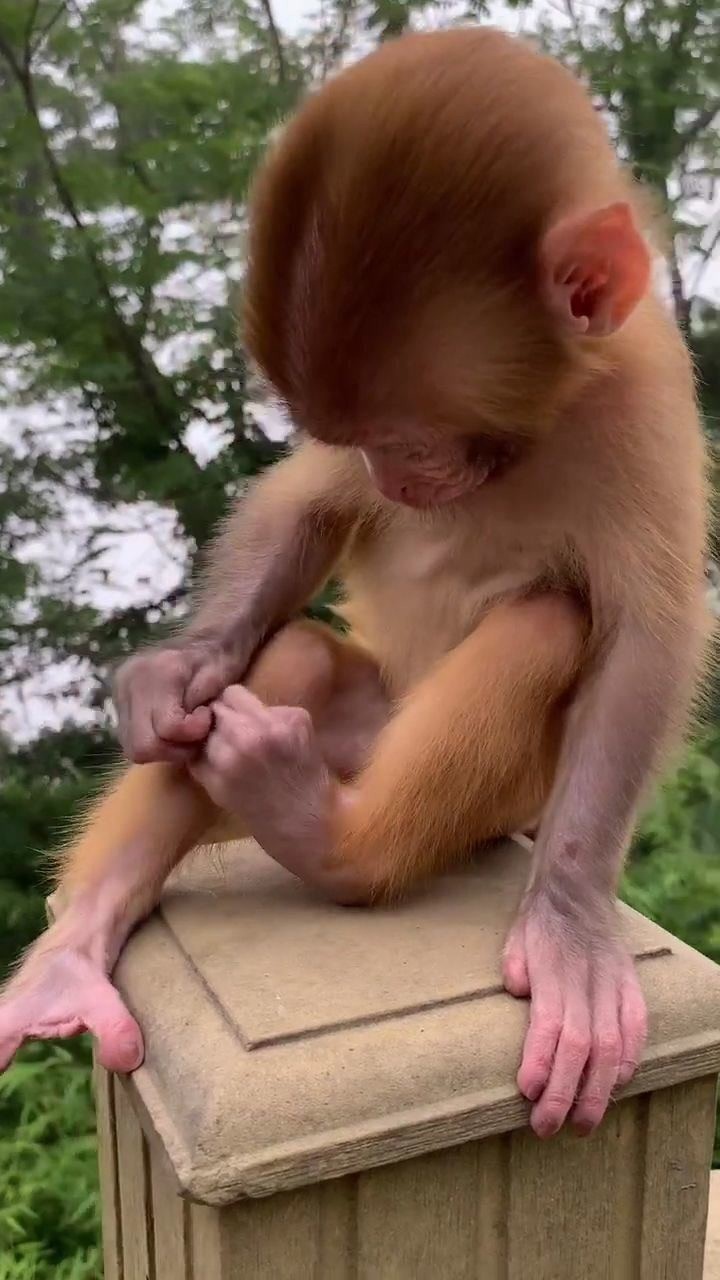 小猴子太淘气了