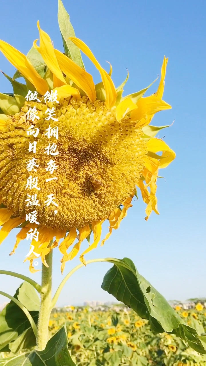 如向日葵般,微笑面对每一天,做个温暖阳光明媚的女子!