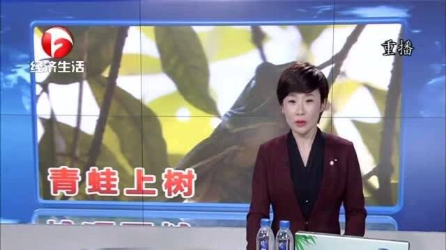 “青蛙”上树挂“雪球”,密密麻麻挂一排,竟是树蛙在产卵!