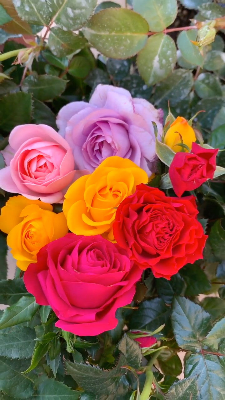 各种各样的花簇拥在一起像美丽的画卷太好看了