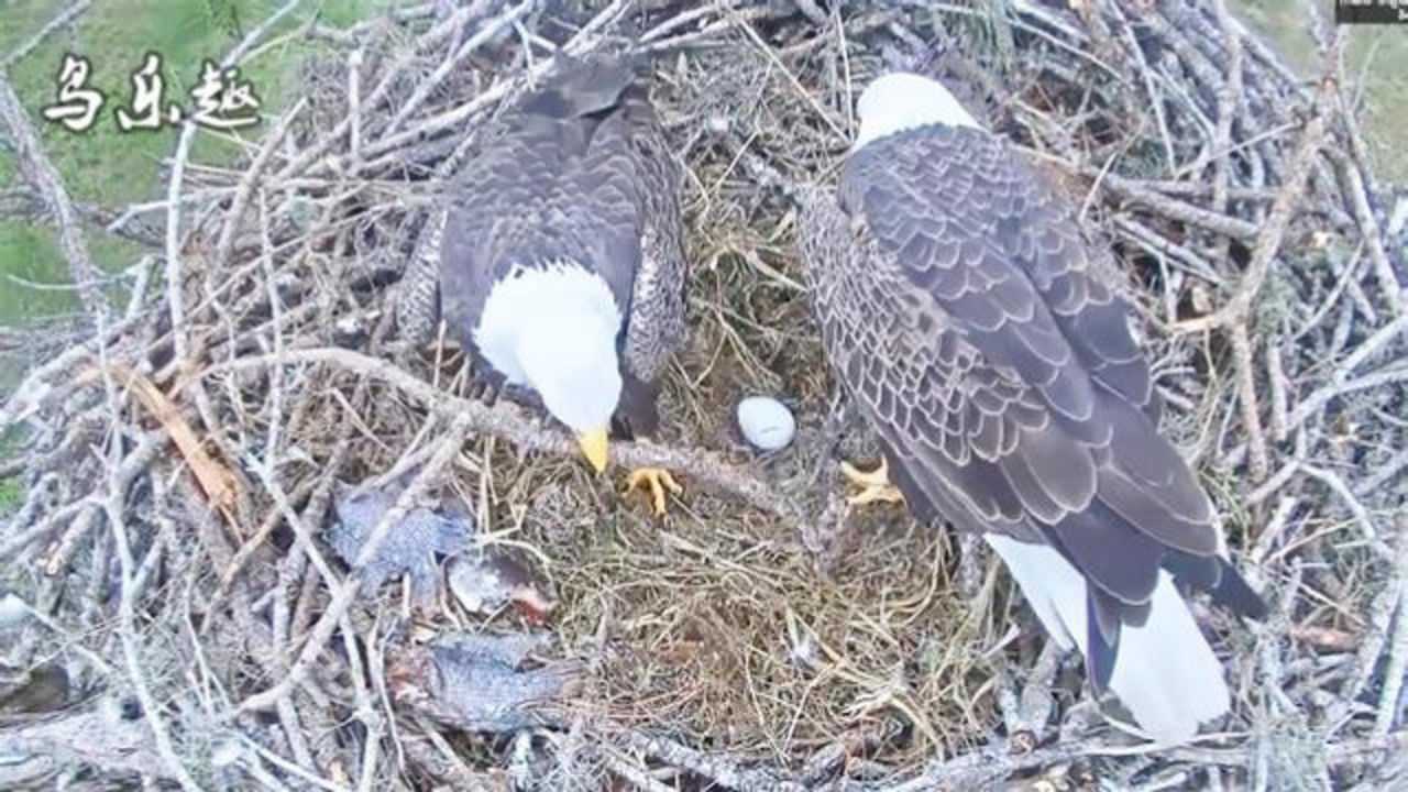老鹰下了第一枚蛋鹰妈和鹰爸都很兴奋看看它们忙了些啥