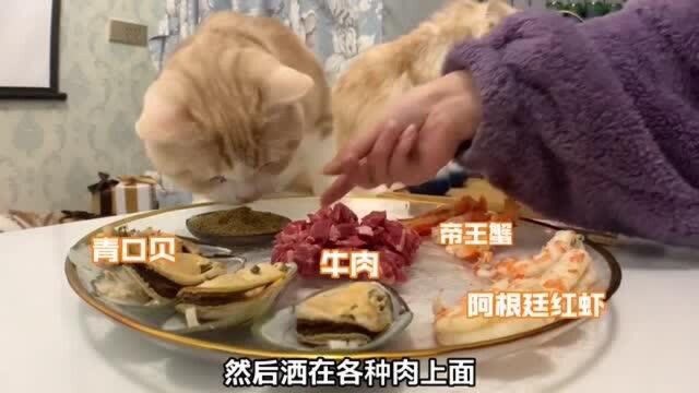 猫咪不吃猫粮怎么办?