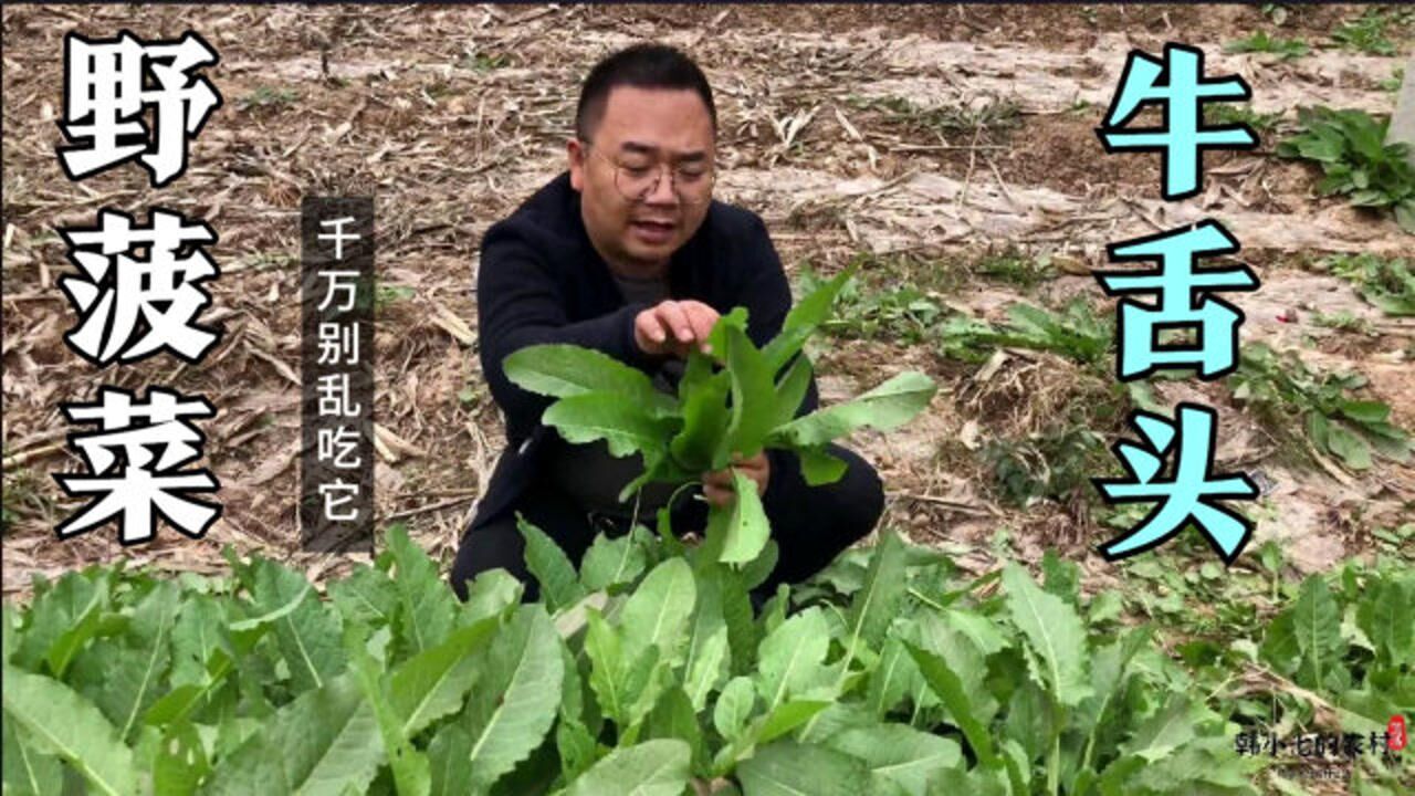 深秋野菜齐冒头这种野菠菜也叫牛舌头草不认识的千万别吃