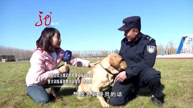 警犬威风凛凛 训练有素 记者亲身体验如何训练警犬