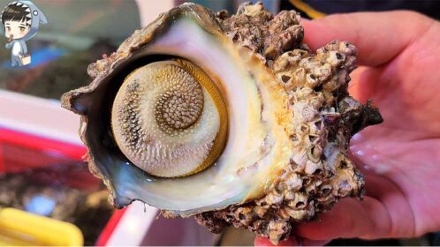 韩国水产市场:牛角螺刺身