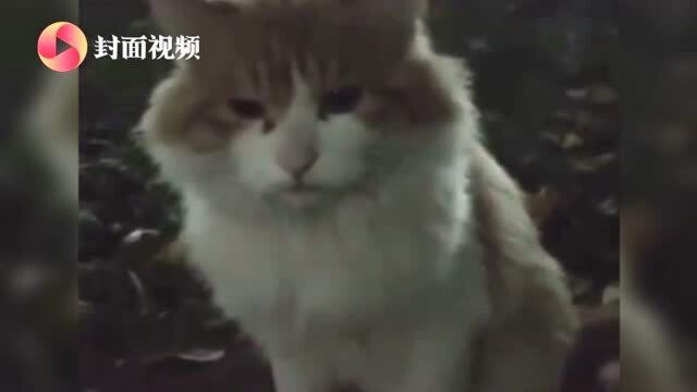 北大流浪猫香波因抓人被连贴12张告示 现无人投喂 猫:所以爱会消失对吗