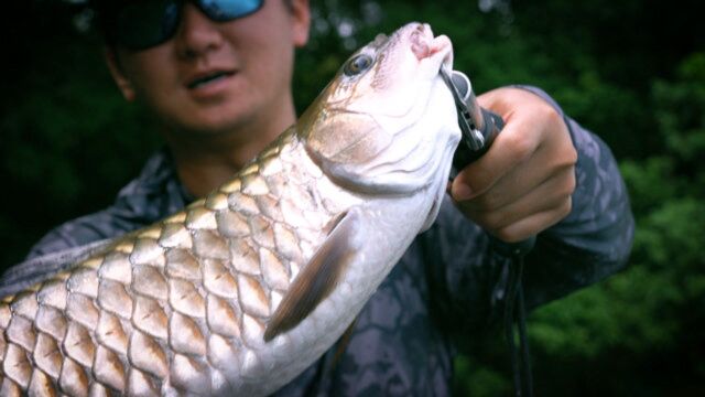 极刺三本钩实战测试(上)