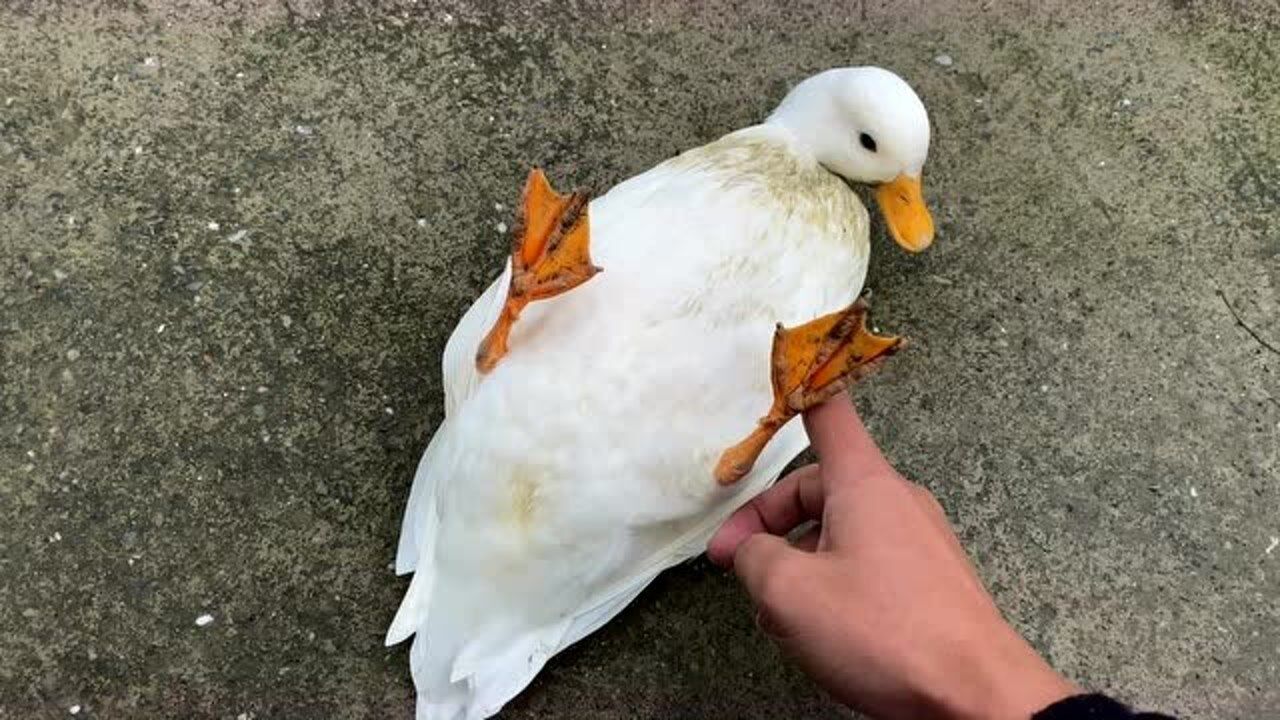 上万元的柯尔鸭颜值是真的高重点是这么能飞太可爱了