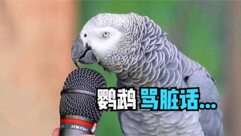 4只说人话的超能力动物，非洲灰鹦鹉竟会骂脏话，还被关进监狱？