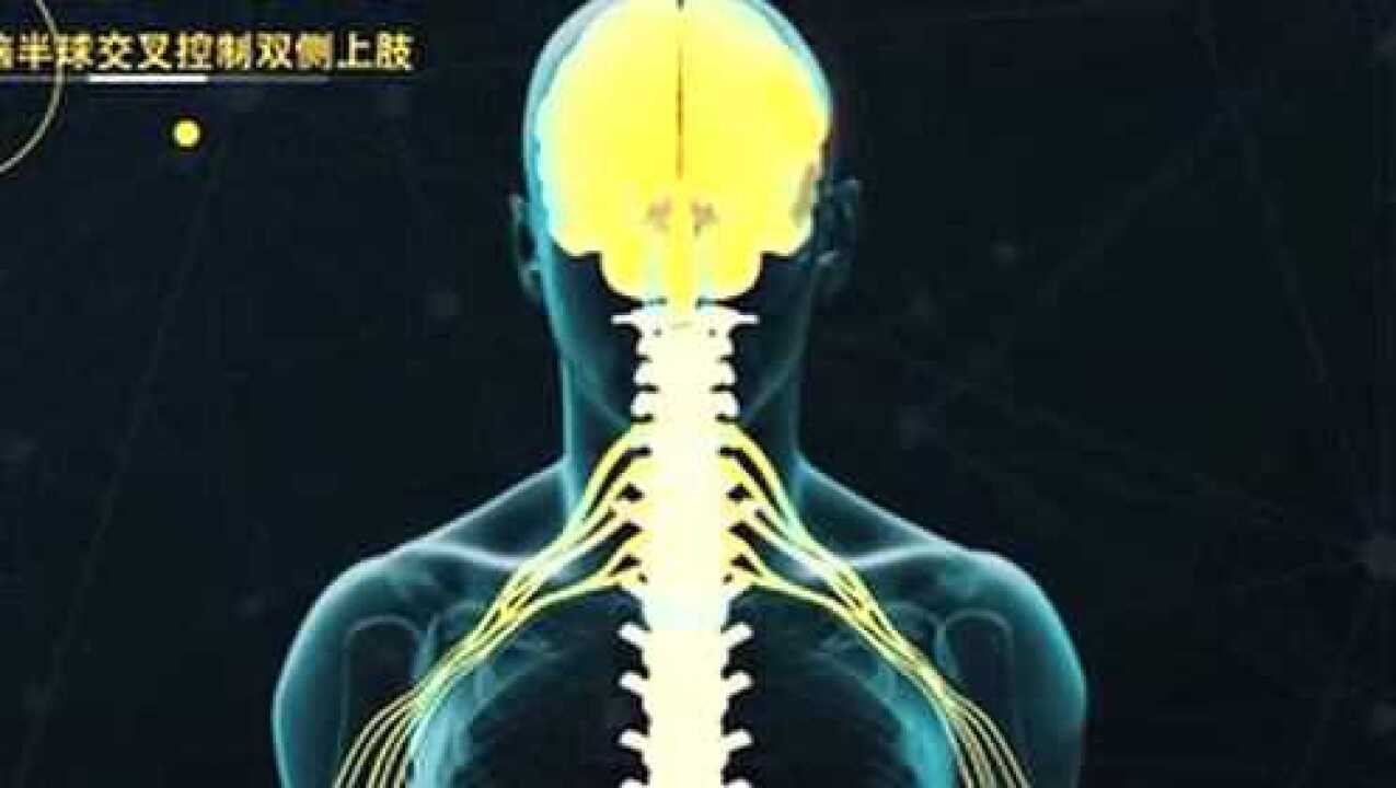 健侧颈7神经移位术动画演示_高清1080P在线观看平台_腾讯视频