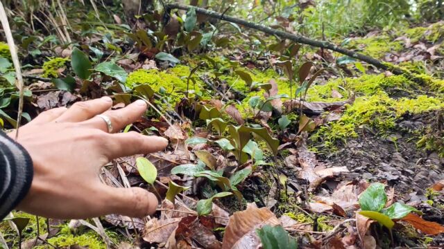 青岛朋友发50块钱让采摘石韦,阿斌冒雨进山,找获一大片