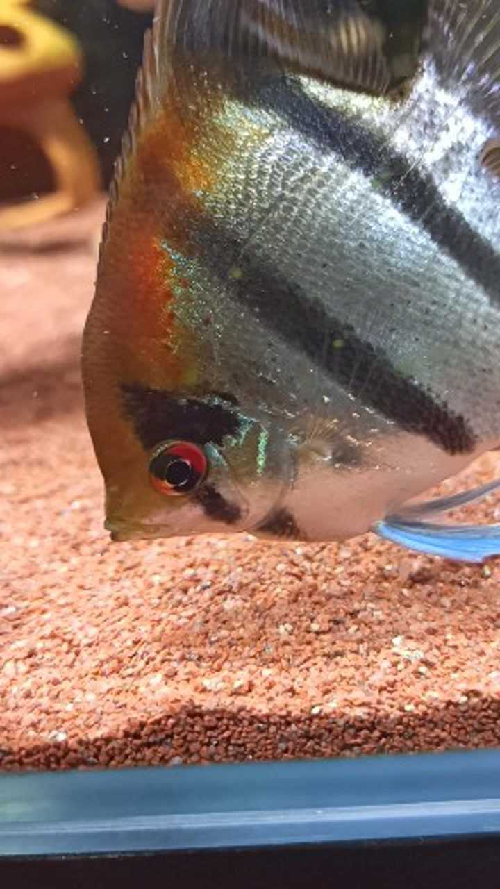 伊莎贝尔神仙鱼