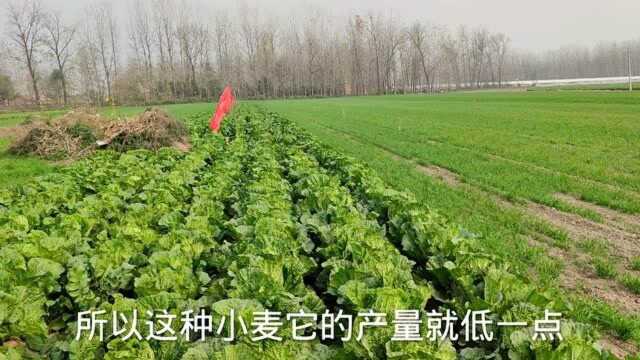 小麦亩产1200斤,有些亩产才700斤,看完视频就知道差距在哪里